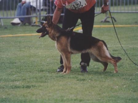 SG Rayca van de Ybajo Hoeve