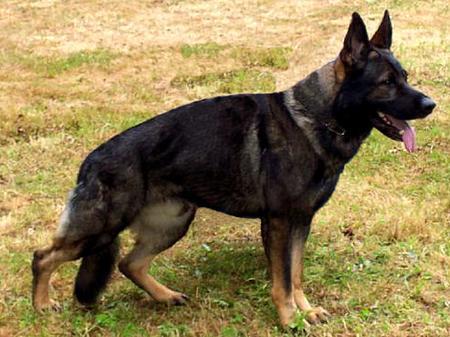 V Yoy vom Schäferliesel