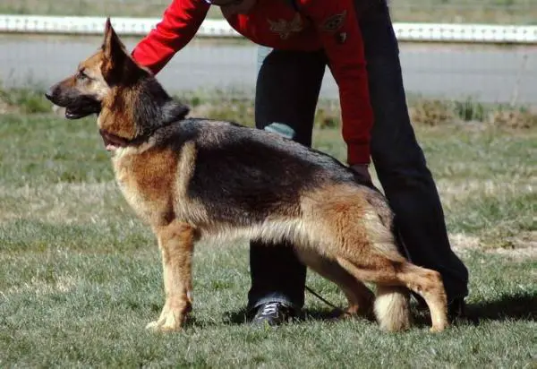 V Quaifa vom Hesperia-Land