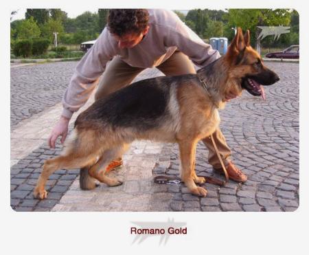 Romano Gold
