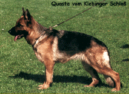 V Quaste vom Klebinger Schloss