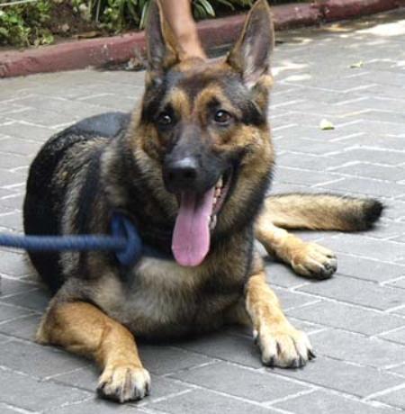 Queen vom Parchimer Land