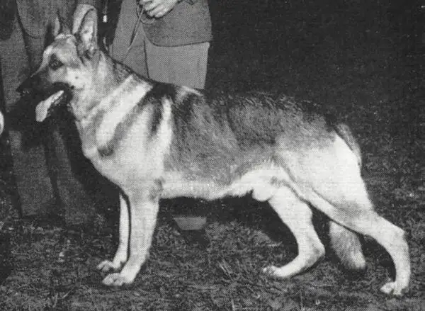 1962 GV CH (US) Yorkdom's Pak