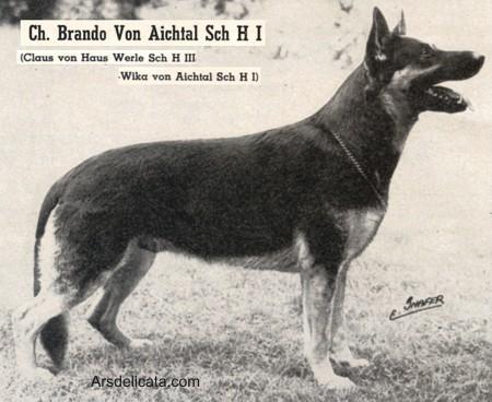 1954 GV CH (US) Brando vom Aichtal