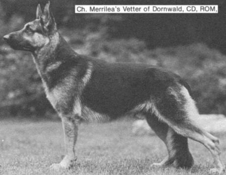 CH (US) Merrilea's Vetter of Dornwald