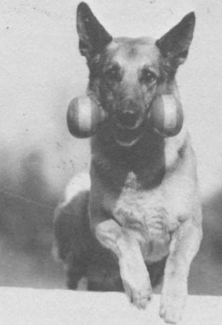 CH (US/CAN) Anthony of Cosalta