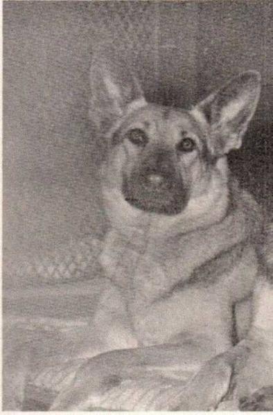 CH (US) Rita of Rocky Reach