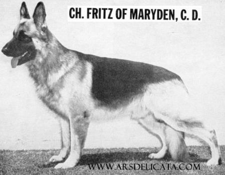 CH Fritz Of Maryden