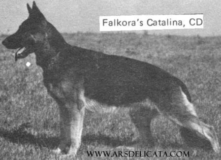 Falkora's Catalina