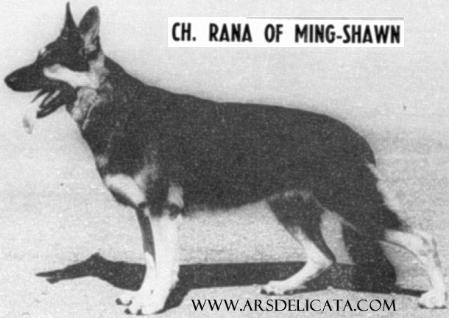 CH Rana of Ming Shawn