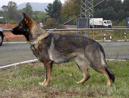 SG Yana vom Fuchsgraben