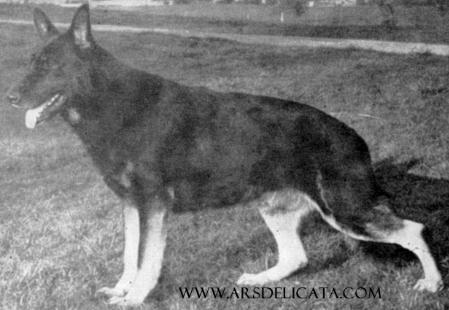 CH Von Nassau's Xcellente