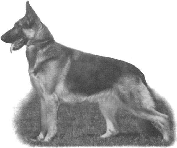 SEL CH (US) Von Nassau's Galaxie