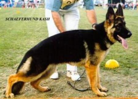 Schaeferhund Kash