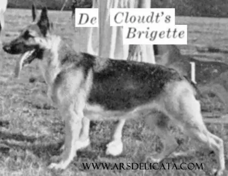 CH (US) De Cloudt's Brigette