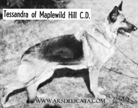 Tessandra of Maplewild Hill