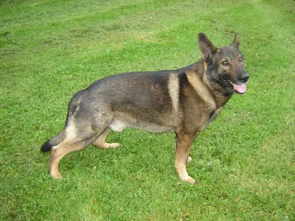 Armando vom Scharwachter