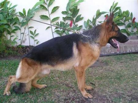 Fedor Isola dei Baroni