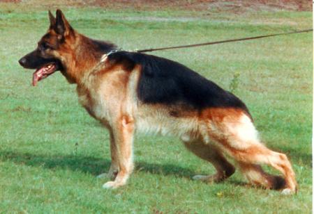 UK CHAMPION Kurtridge Dino