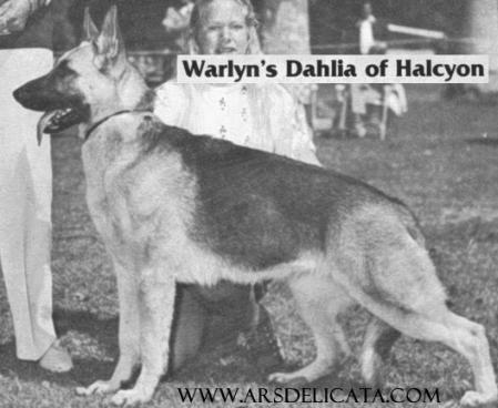 Warlyn's Dahlia of Halcyon