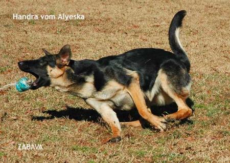 VP Handra vom Alyeska