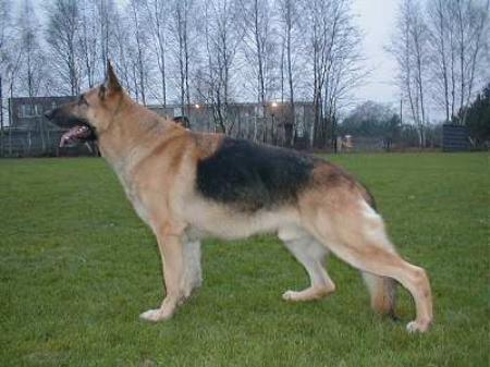 NAT'L FH CH(FR & NL) Spike v Louwershoeve