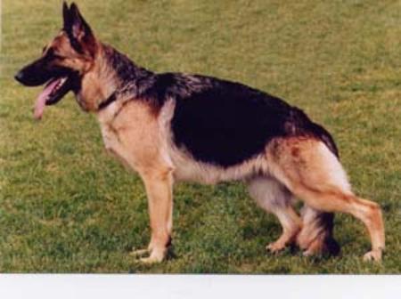 SG, 3 X SERT, CACIB Aireddan Nancy