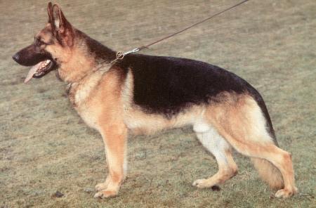 SUCH Thorben Blue-Iris