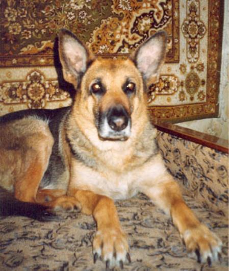 Heidelind's Judzy