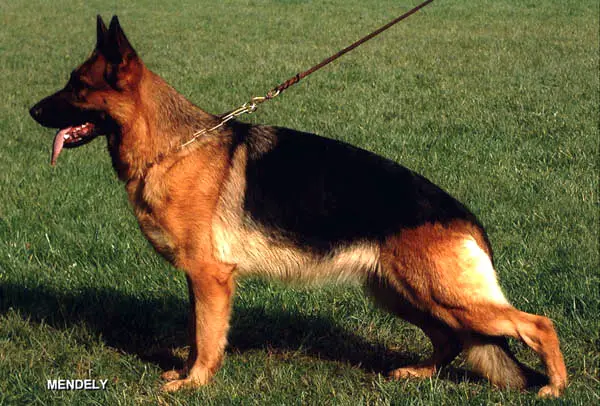 SG 12 BSZS 2004 Taiga vom Steigerhof