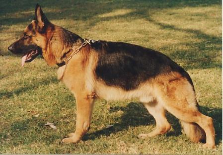 CH. Uro vom Hambachtal