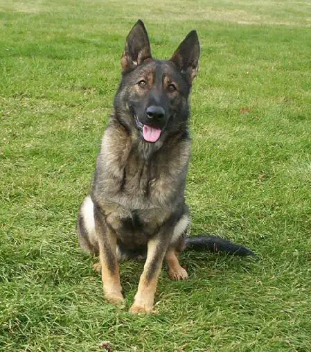 Maya vom Neuen Polizei