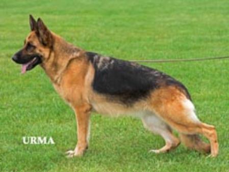 VA3 (N) Lassy vom Fürstenberg