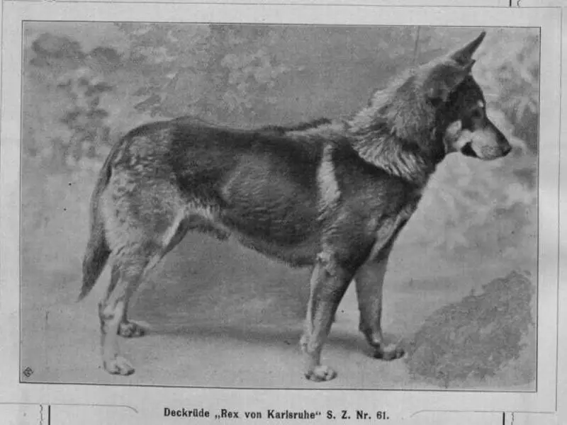 Rex von Karlsruhe (1899)
