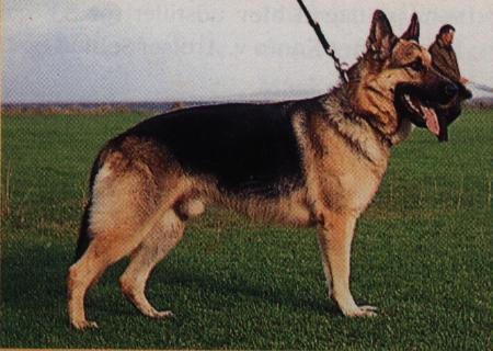 Alsatians Mersey