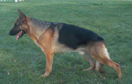 Zirkon von der Orangerie