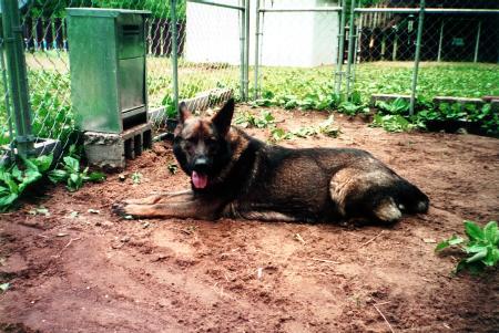 Xella Vom Steinig Tal II