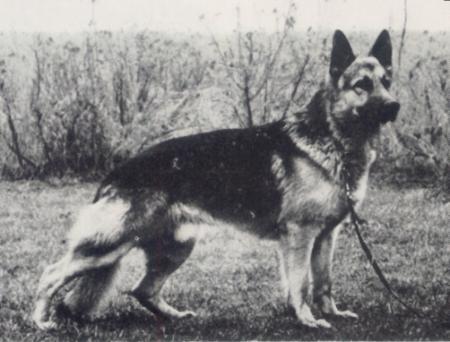Alsatians Gosch