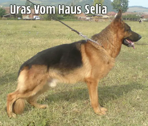 Uras Von Haus Selia