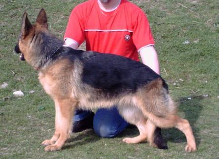 V. CAC  (RO) Ura Vom haus Selia