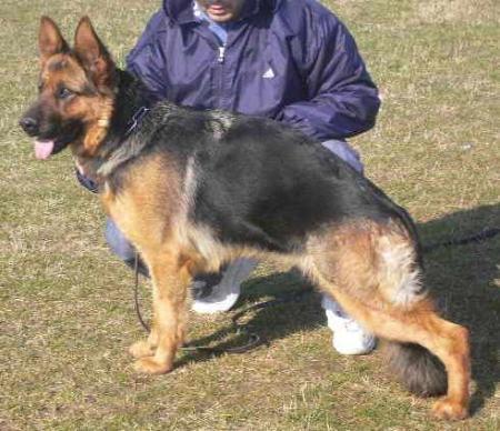 Zenta Vom Haus Selia