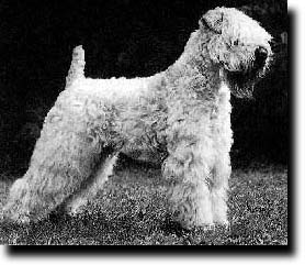 Int D Dan L Ned Aus Ch Danterri Wheaten Man About Town