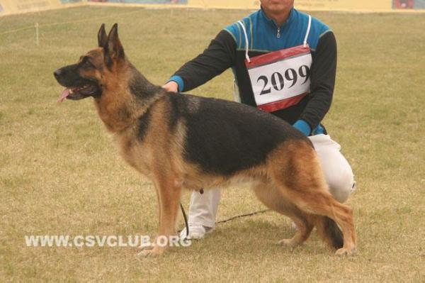 VA (CSV) Kira vom Hühnegrab