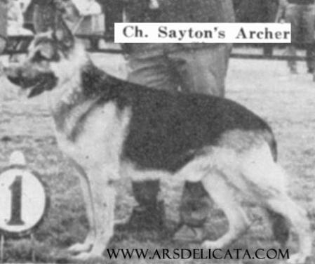 (USA) CH Sayton's Archer