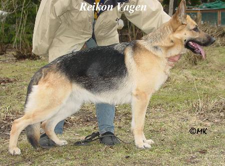 Reikon Vagen