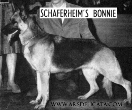 Schaferheim's Bonnie