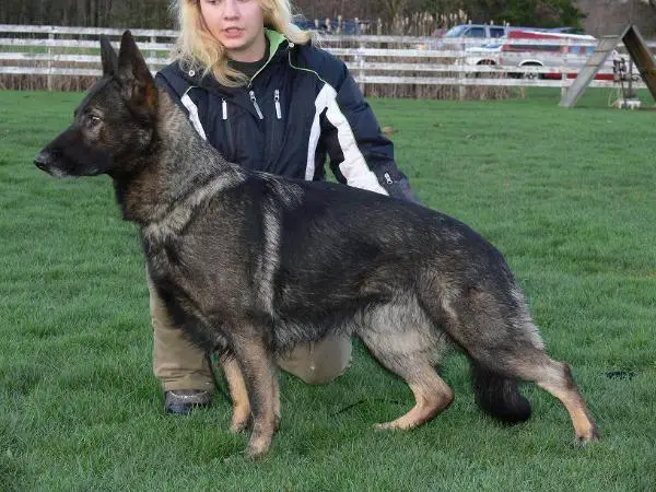 SG Idschi vom Suhler Wappen