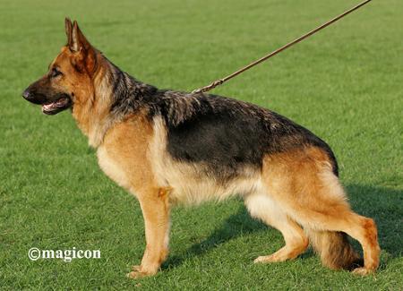 V1 Gunda von der roten matter