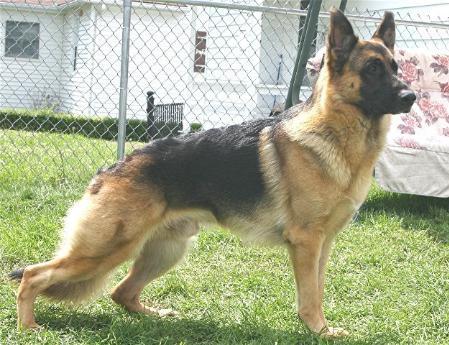 Loyalville's Achtung Hans