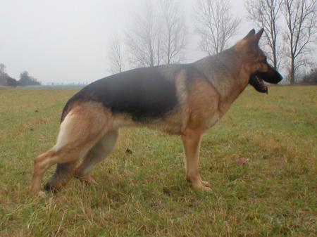 VV Gela von den Germanen